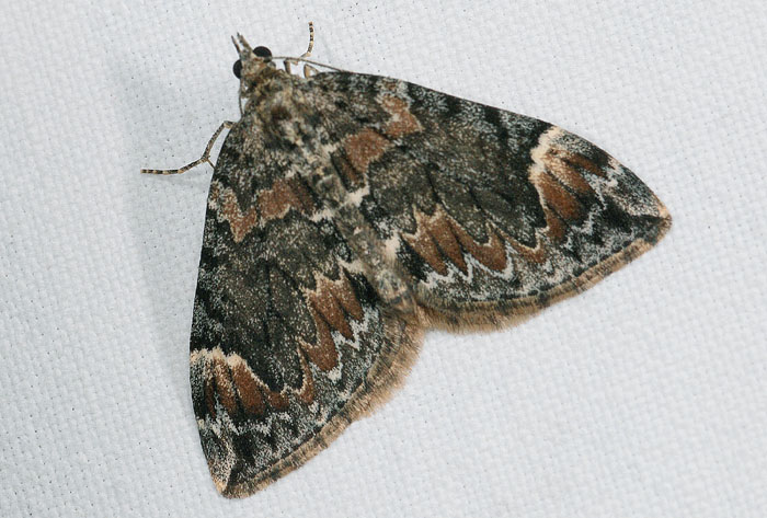 Dysstroma citrata cf.